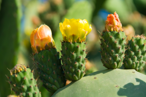 Cactus Flowers