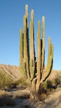 Saguaro Cactus Arizona, the site of herbal medicine conference.