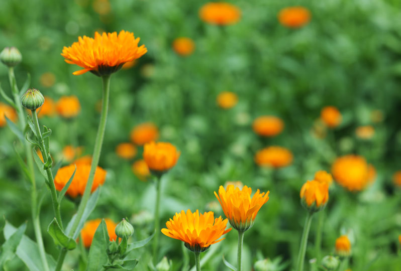 Calendula