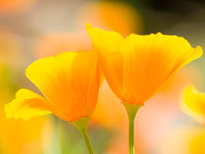 California poppies