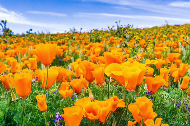 California poppies in meadow