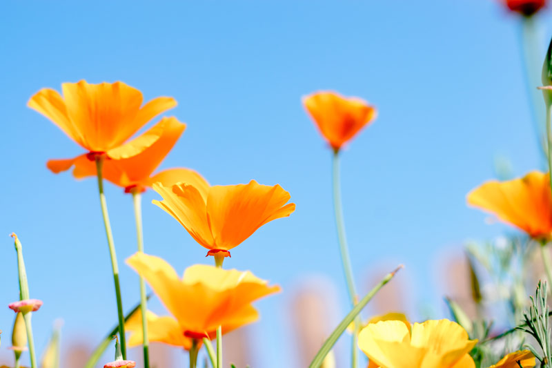 California poppy