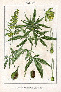 Cannabis