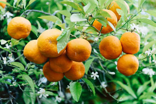 citrus sinensis