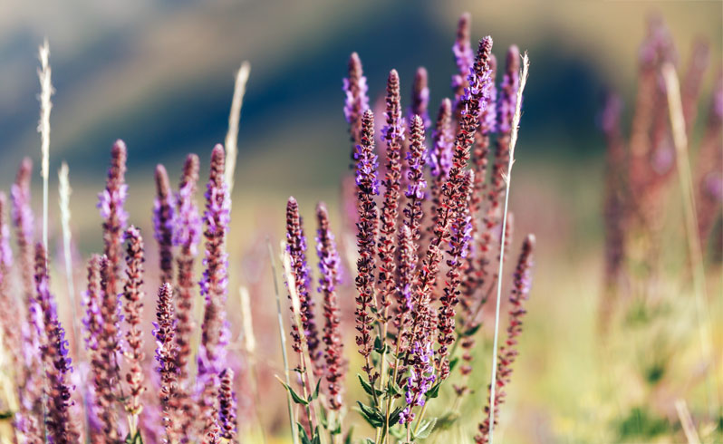 Clary sage