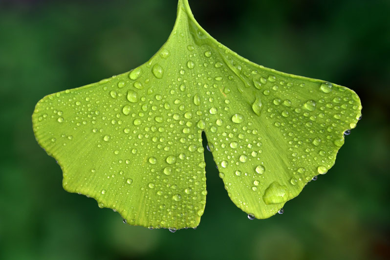 cognitive decline ginko