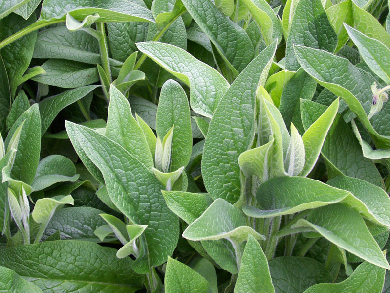 Comfrey leaves