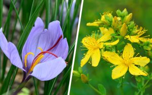 Crocus sativus (saffron) and Hypericum perforatum (St. John's wort)