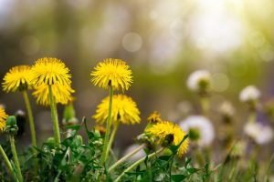 dandelion flowers herbal medicine