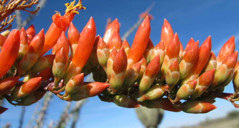 desert blooming ocotillo