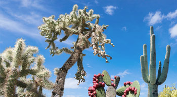 desert southwest cactus