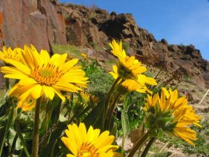 desert flowers