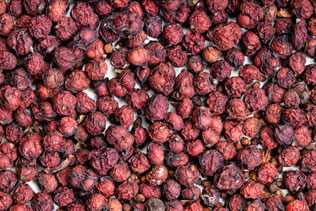 schisandra chinensis
