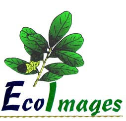 EcoImages logo