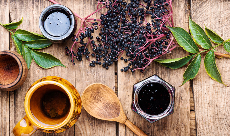 elderberry for immunological balance