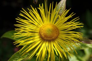 elecampane