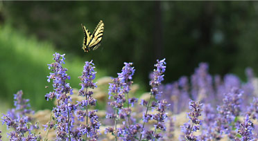 field of herbs