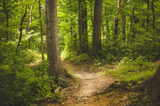 forest bathing