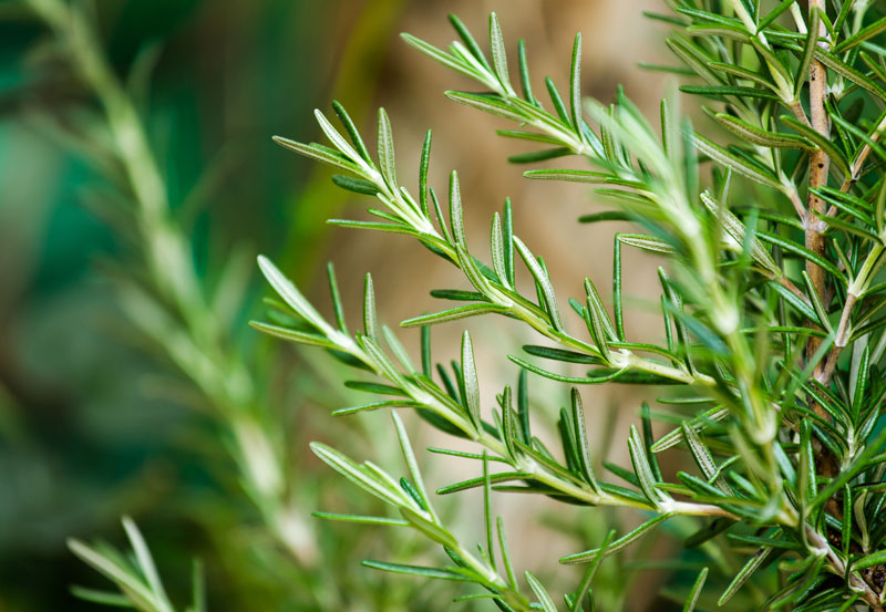 rosemary