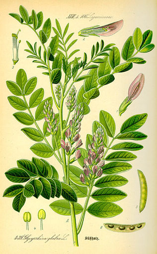 Glycyrrhiza glabra