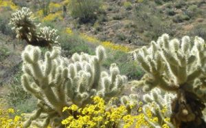 Brittlebush and Cholla Cactus