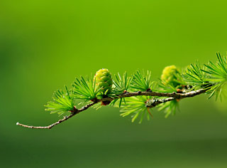 Larch branch