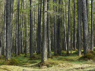 Larch forest