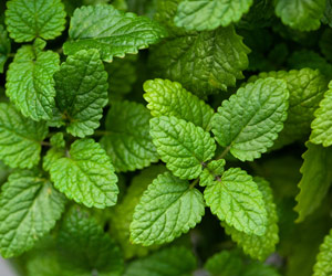 lemon balm