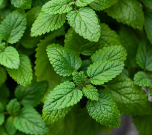 lemon balm melissa herb