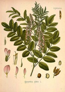Licorice root (Glycyrriza glabra) is known for its antiviral and other qualities, and is a traditional aid to digestion