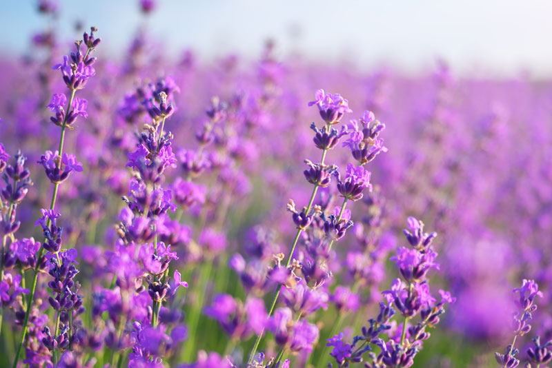 Meadow of lavender