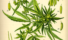 medical marijuana education for clinicians