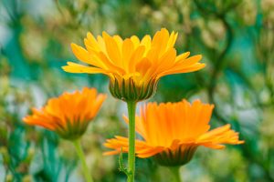 Calendula