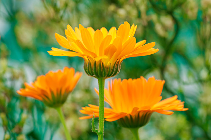 Calendula