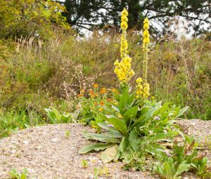 mullein can be helpful for inflammation.
