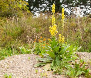 mullein