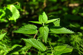 Urtica (nettles)