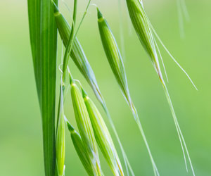 avena