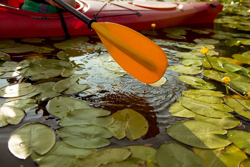 Paddle of kayak in water with water lilies