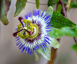 passionflower