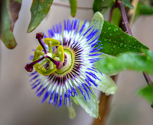 passiflora incarnata