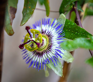 Passion Flower