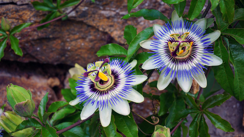 herbal medicine - passionflower