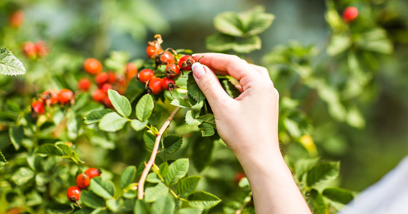 rose hips