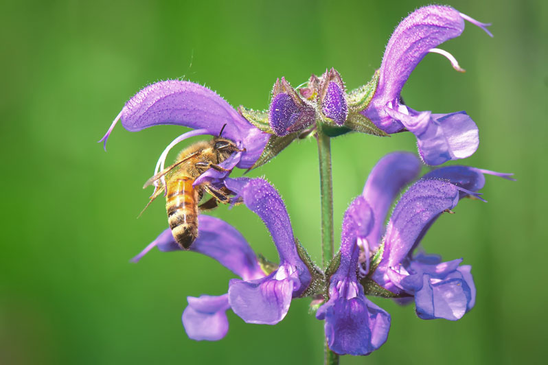 salvia