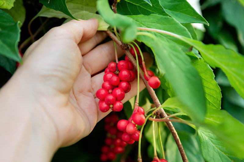 Schisandra chinensis