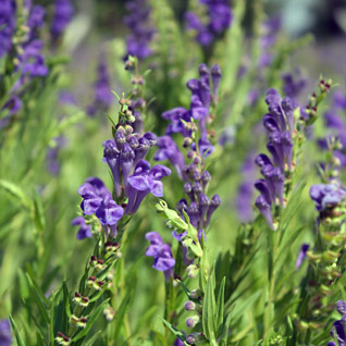 Scutellaria Baicalensis (skullcap)