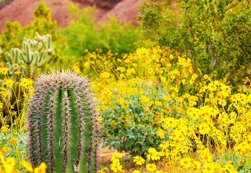 Sonoran Desertplant