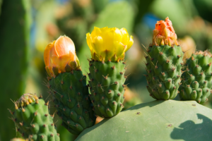 prickly pear cactus flowers