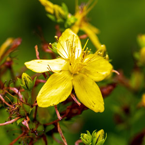 St. John's Wort